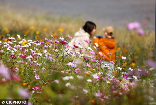 鑫赢智投 秋游花海，如行“花毯”