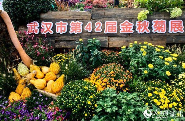 牛盈宝 江城秋色入画来 武汉市第42届金秋菊展启幕